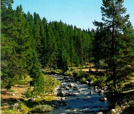 River flowing through pine trees