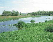 Wetland Image